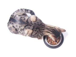 Cat eating dry food from a bowl.