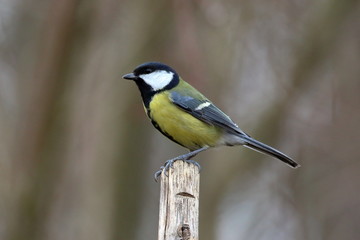 Obraz premium Kohlmeise