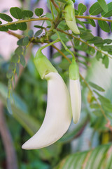 White agasta flower of Sesbania Vegetable Hummingbird , vegetable and herbs for health