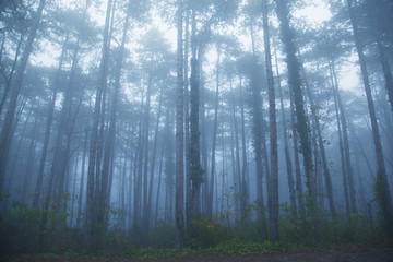Obraz premium misty morning in the forest 