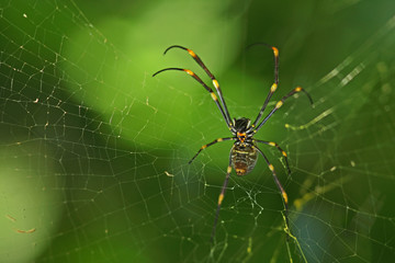Grande araignée noire et jaune carnivore au centre de sa toile, Australie.