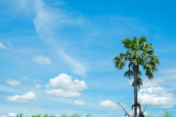 Obraz premium sugar palm with rice field blue sky background
