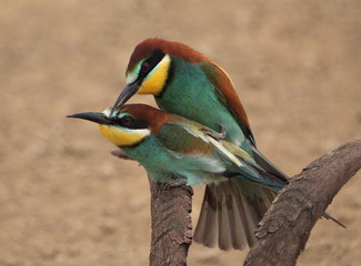 European bee-eater