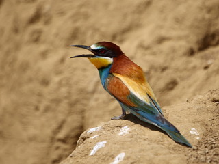 European bee-eater