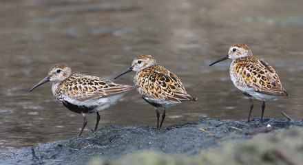 Obraz premium Dunlin