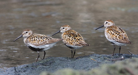 Dunlin