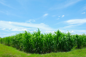 Sugarcane field and road with white cloud in Thailand