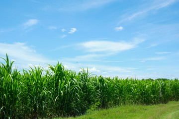 Sugarcane field and road with white cloud in Thailand