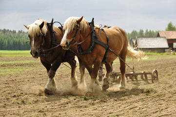 Working horse with a farm field in a cultural landscape