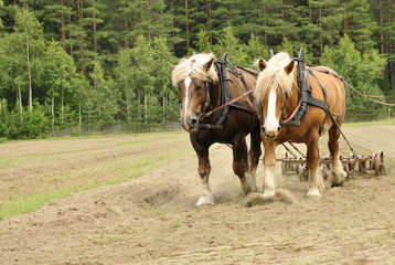 Working horse with a farm field in a cultural landscape