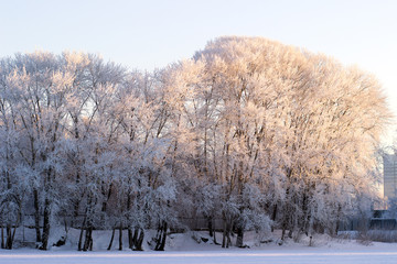 Winter trees covered with frost in the early morning