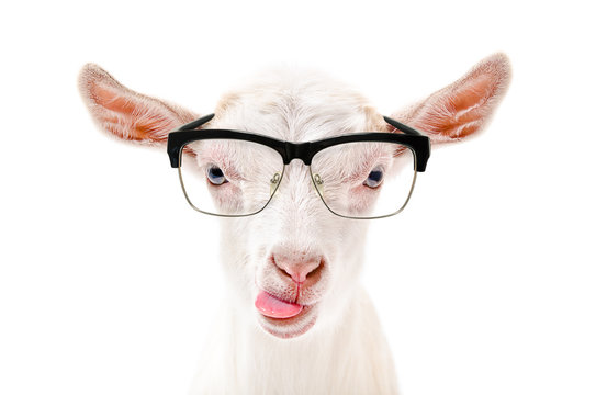Portrait of a goat in glasses showing tongue