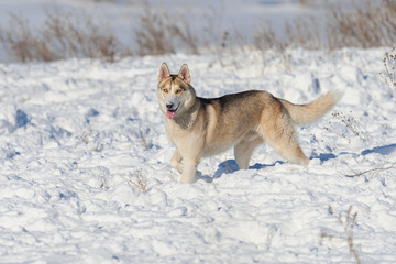 Husky dog walk on winter snow field