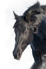 Balck horse portrait isolated on white background