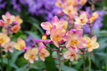 Fototapeta na wymiar Beautiful orchid in the garden at Thailand