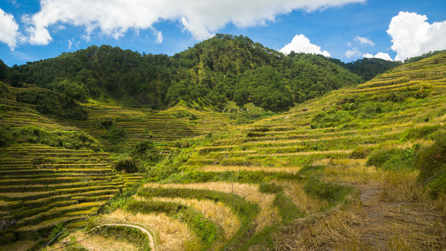 Rice Terraces Hillside With Dramatic Shade and Sunlight - Maligcong, Luzon - Philippines