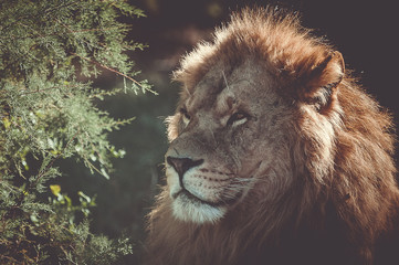 Portrait de lion