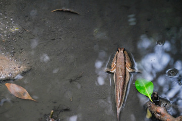 Mudskipper or Amphibious fish on mud at mangrove forest