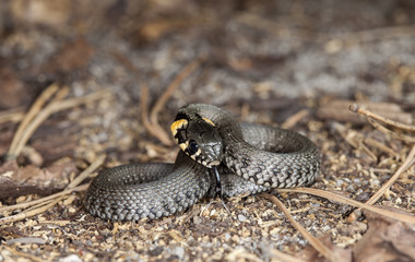 picture of a little snake in a native habitat
