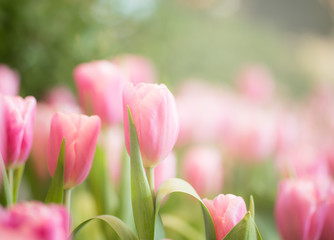 Obraz na płótnie Canvas Pink tulips in garden
