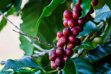 coffee bean on tree and leaf in nature