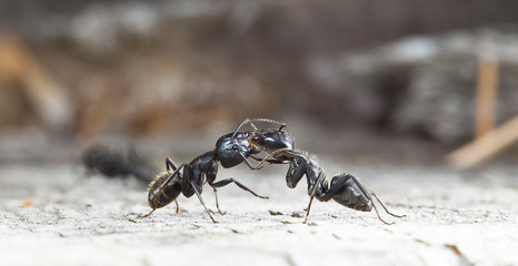 big forest ants on old wood