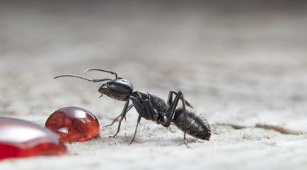 big forest ant eats strawberry jam