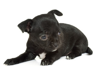 puppy chihuahua in studio