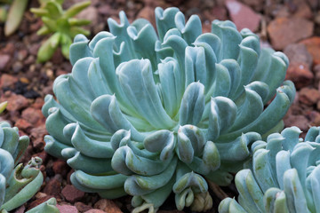 Cactus succulents in a planter