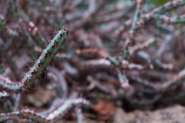 Cactus succulents in a planter