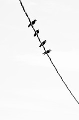 Silhouettes of crows on the wire