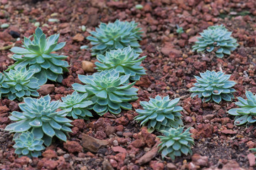 Cactus succulents in a planter