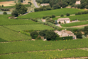 Vineyard of the South of France. Sunny summer day. Agricultural 