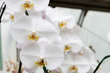 Fototapeta na wymiar Beautiful Orchid in garden