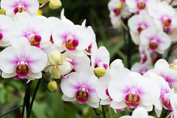 Beautiful Orchid in garden