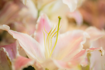 Fototapeta premium White lilies in the garden
