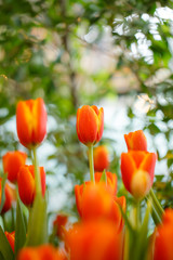 Orange tulips in the garden.