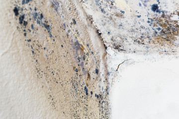 Moisture and mold -Problems in a house