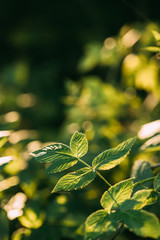 Branch Of Wild Raspberries With Green Leaves In Summer Forest