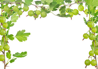 Obraz premium half frame from gooseberry branches