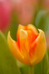 Orange tulips in the garden.