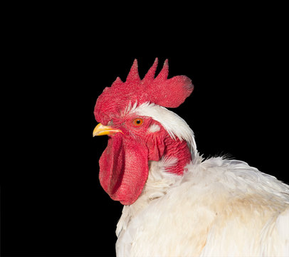 portrait of white rooster isolated on black background in profile closeup