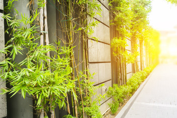 Single path alley through green bamboo with morning sunlight