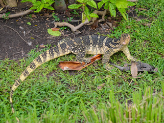 Waran im Lumphini Par in Bangkok, Thailand