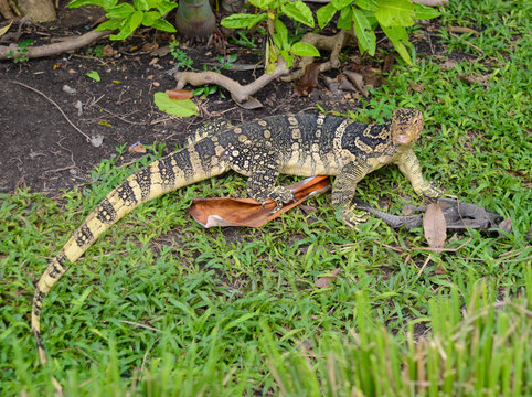 Waran im Lumphini Par in Bangkok, Thailand