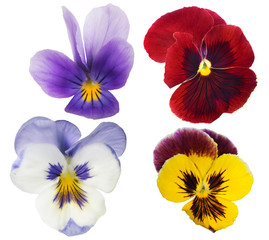 four pansy blooms collection isolated on white