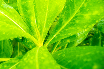 Plants in water drops