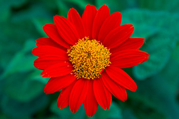 Beautiful red cosmos garden close up.