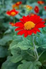Beautiful red cosmos garden close up.