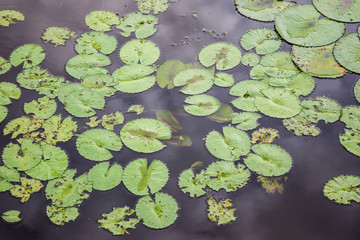 Photograph of lotus in lake close up.